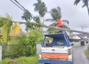 Hujan & Angin Kencang, Pohon Pinang Tumbang Timpa Kabel Telepon