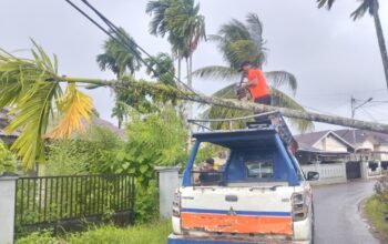 Hujan & Angin Kencang, Pohon Pinang Tumbang Timpa Kabel Telepon