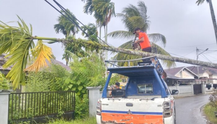 Hujan & Angin Kencang, Pohon Pinang Tumbang Timpa Kabel Telepon