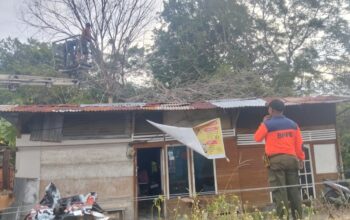 Pohon Lansano Tumbang Timpa Rumah dan Kabel Listrik di Koto Tangah Padang