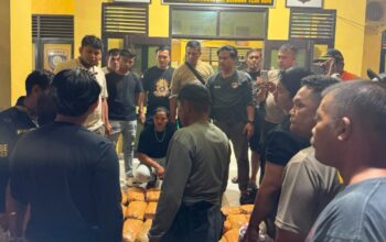 Bawa 30 Paket Kurir Ganja Antar Provinsi Ditangkap di Pasaman Barat