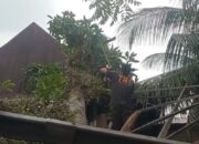 Pohon Kuini Besar Tumbang Timpa Rumah Warga di Pauh Padang