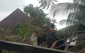 Pohon Kuini Besar Tumbang Timpa Rumah Warga di Pauh Padang