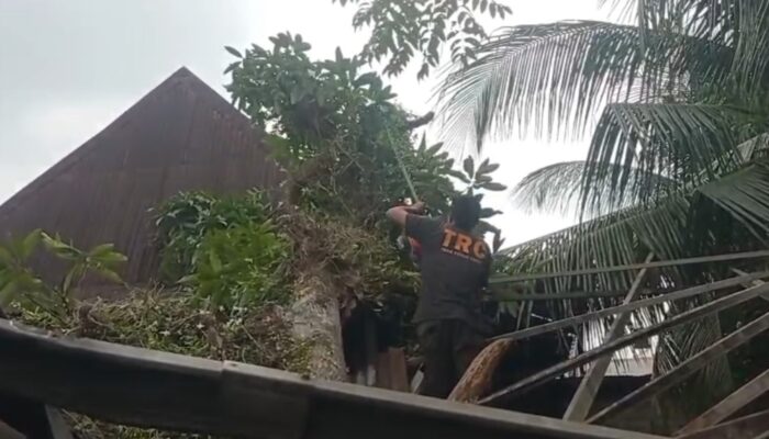 Pohon Kuini Besar Tumbang Timpa Rumah Warga di Pauh Padang
