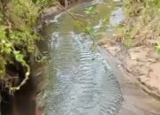 Pascadicabutnya izin PT. Perkebunan Pelalu Raya, Perusahaan masih beroperasi