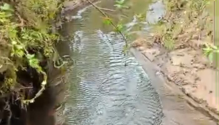 Pascadicabutnya izin PT. Perkebunan Pelalu Raya, Perusahaan masih beroperasi