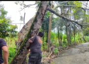 Hujan Deras dan Angin Kencang, Tumbangkan Pohon besar di Kalumbuk