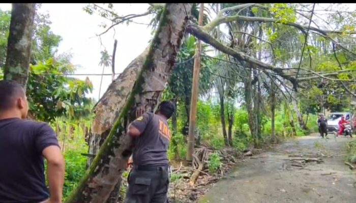 Hujan Deras dan Angin Kencang, Tumbangkan Pohon besar di Kalumbuk