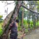 Hujan Deras dan Angin Kencang, Tumbangkan Pohon besar di Kalumbuk